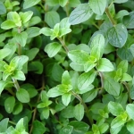 oregano seeds