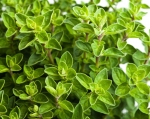 oregano seeds