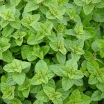 oregano seeds