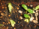 oriental bitter gourd seeds