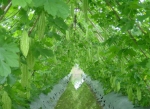 oriental bitter gourd seeds