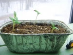 oriental fingerling eggplant seeds