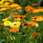 pacific beauty mix calendula seeds