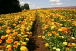 pacific beauty mix calendula seeds