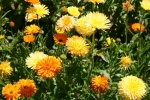 pacific beauty mix calendula seeds