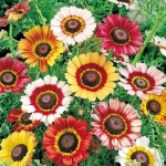 painted daisy seeds
