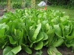 parris island romaine lettuce seeds