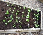 parris island romaine lettuce seeds