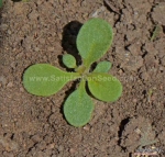 pendula balcony mix petunia seeds