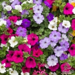 pendula balcony mix petunia seeds