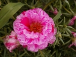 peppermint extra double moss rose seeds