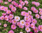 peppermint extra double moss rose seeds