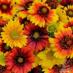 perennial mix gaillardia seeds