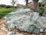 perennial snow in summer seeds