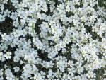 perennial snow in summer seeds