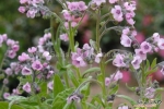 pink chinese forget me not seeds