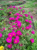 pink extra double moss rose seeds