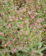 pink gypsophila baby breath seeds