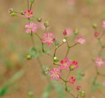 pink gypsophila baby breath seeds