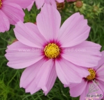 pink ring super dwarf 40cm cosmos seeds