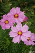 pink ring super dwarf 40cm cosmos seeds