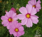 pink ring super dwarf 40cm cosmos seeds