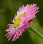 pinky mix paper daisy strawflower seeds