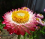 pinky mix paper daisy strawflower seeds