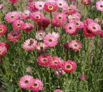 pinky mix paper daisy strawflower seeds