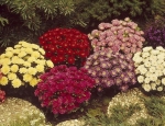 pinocchio mix dwarf china aster seeds