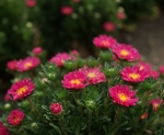 pinocchio mix dwarf china aster seeds