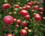 pinocchio mix dwarf china aster seeds