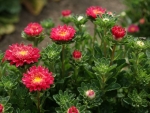 pinocchio mix dwarf china aster seeds