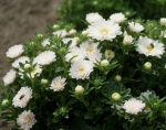 pinocchio mix dwarf china aster seeds