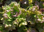 prizehead leaf lettuce seeds