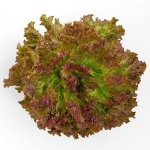 prizehead leaf lettuce seeds