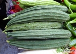 prolific f1 angled luffa seeds