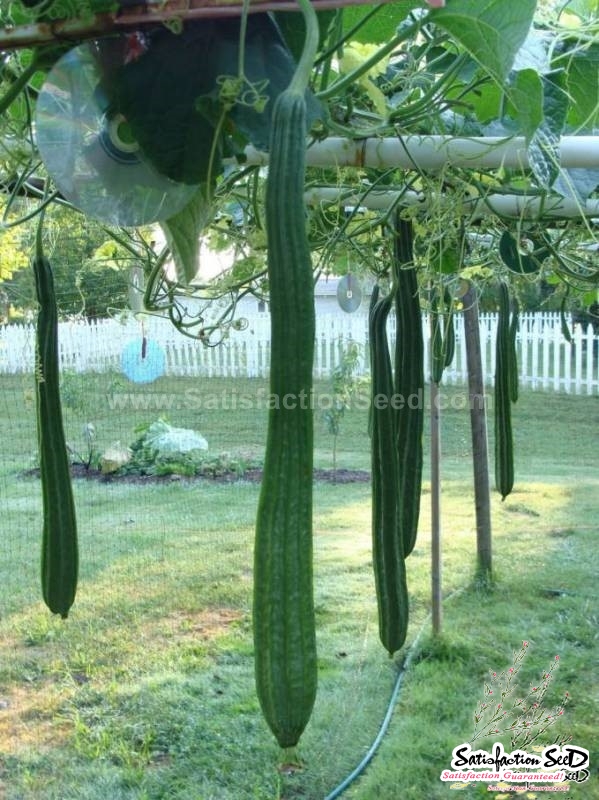 prolific f1 angled luffa seeds