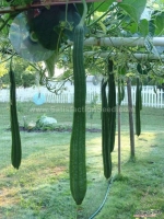prolific f1 angled luffa seeds