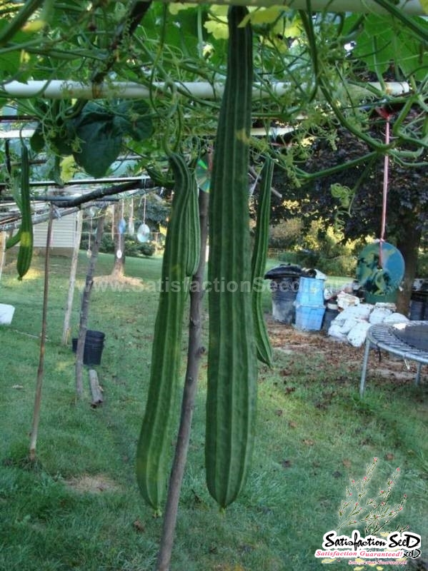 prolific f1 angled luffa seeds