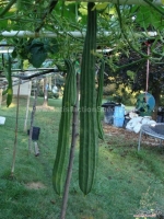 prolific f1 angled luffa seeds