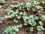 pronto arugula seeds
