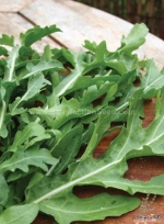 pronto arugula seeds