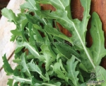 pronto arugula seeds
