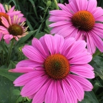 purple coneflower seeds