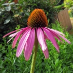 purple coneflower seeds