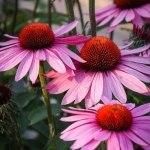 purple coneflower seeds
