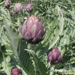 purple globe italian artichoke seeds