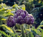 purple globe italian artichoke seeds