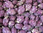 purple globe italian artichoke seeds